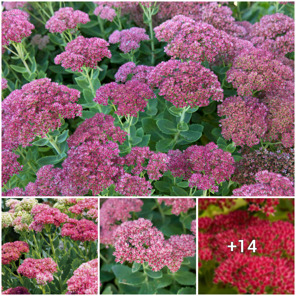 Sedum Care – Tips for Growing and Nurturing Your Sedum Plant