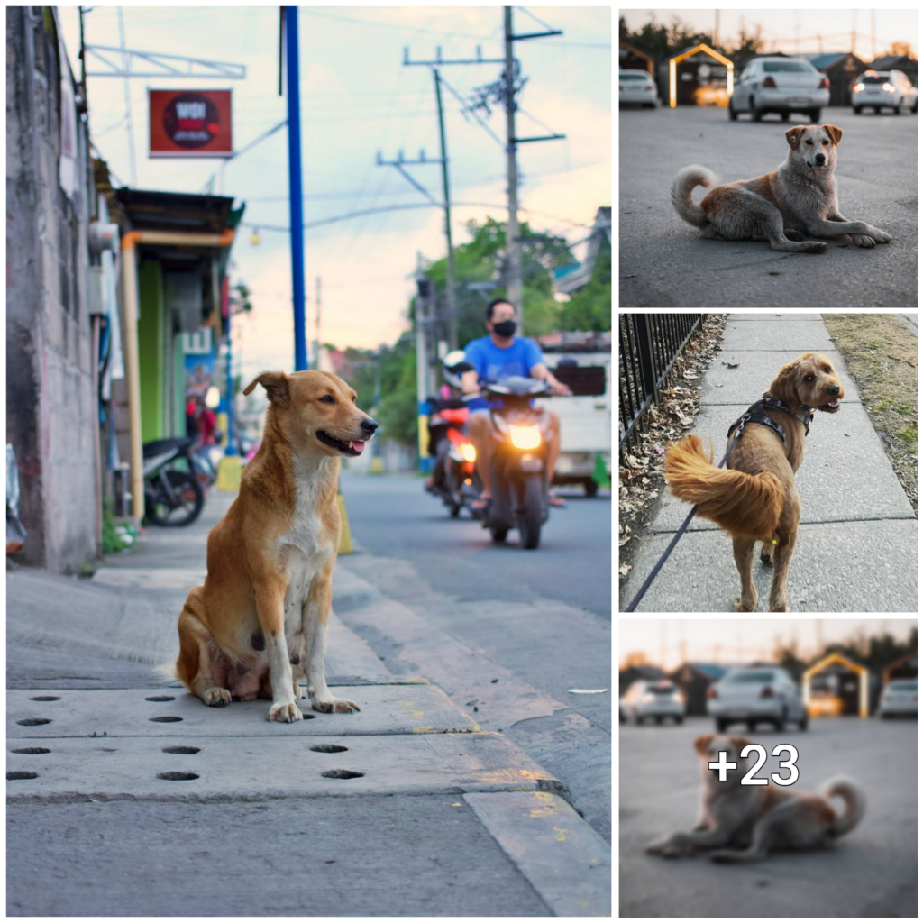 “Unwavering Loyalty: A Dog’s 7-Day Vigil at a Crossroads, Touching Hearts of Onlookers Amidst All Conditions”