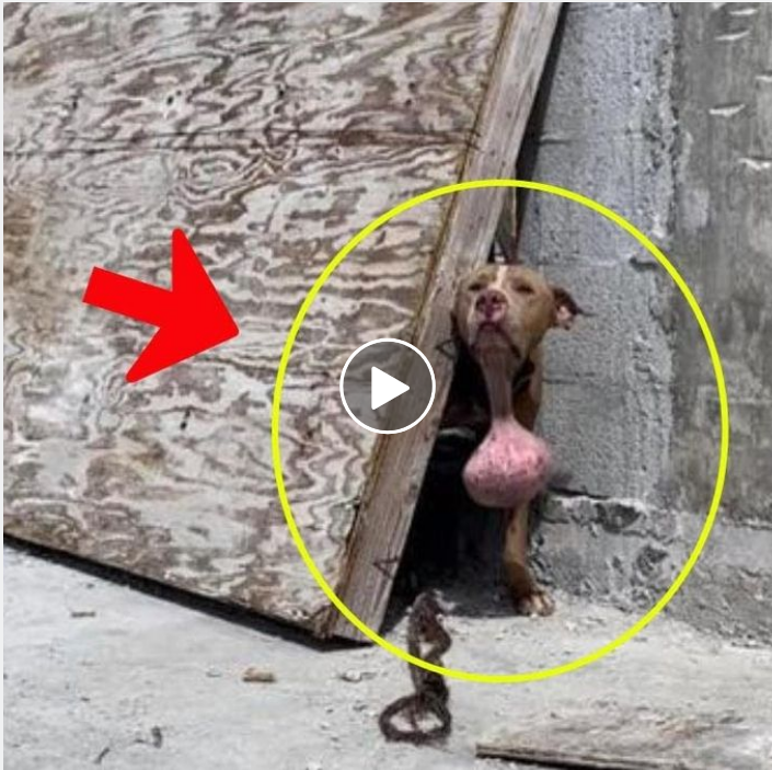 Uncovering a Canine with a Massive Neck Growth in the Midst of Urban Development Chaos