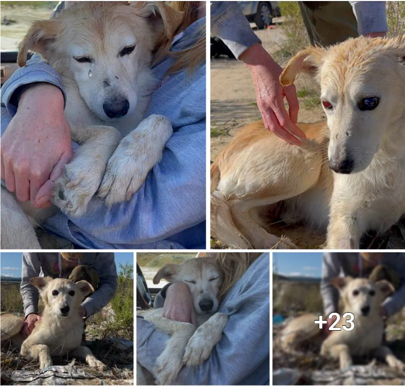 A Heartwarming Tale: Abandoned Blind Dog Finds Comfort in a Stranger’s Embrace at the Landfill