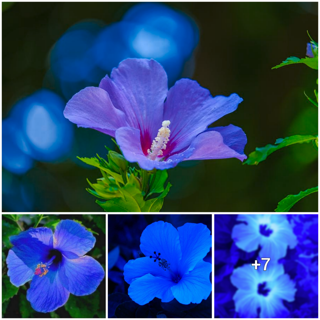 The Metaphysical Significance and Symbolism of Hibiscus Blossoms