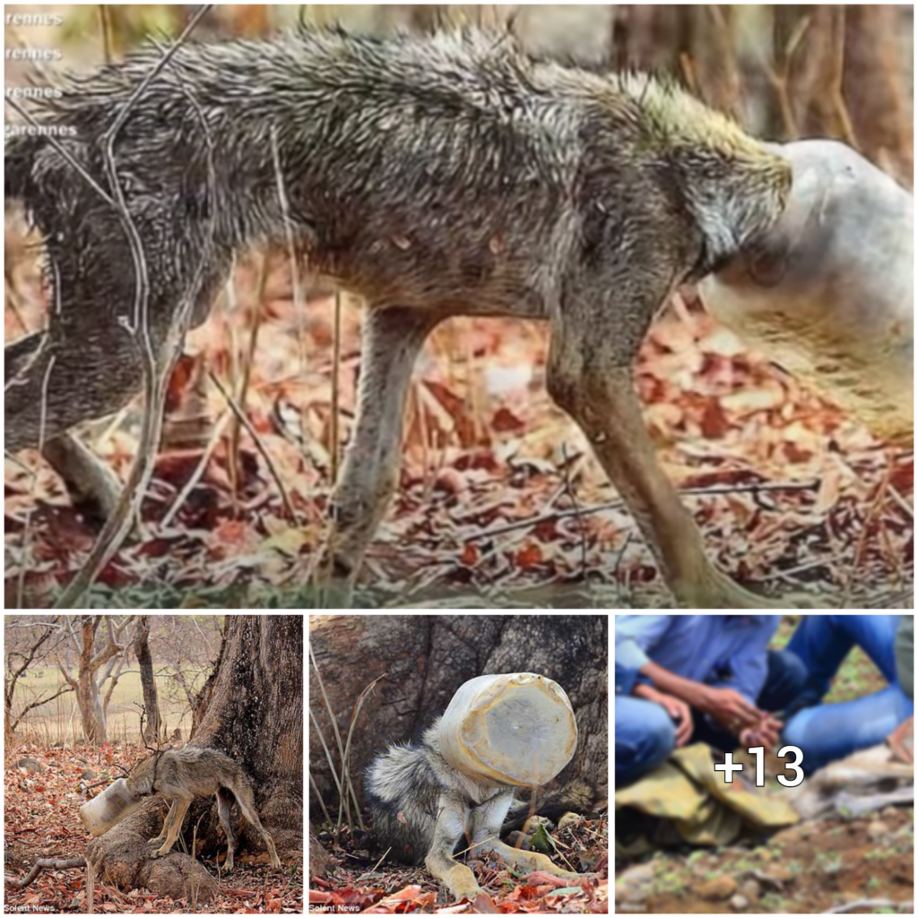 Liberated from a Plastic Prison: The Story of a Starved and Neglected Canine Finding Redemption in Freedom with Joyful Appreciation.