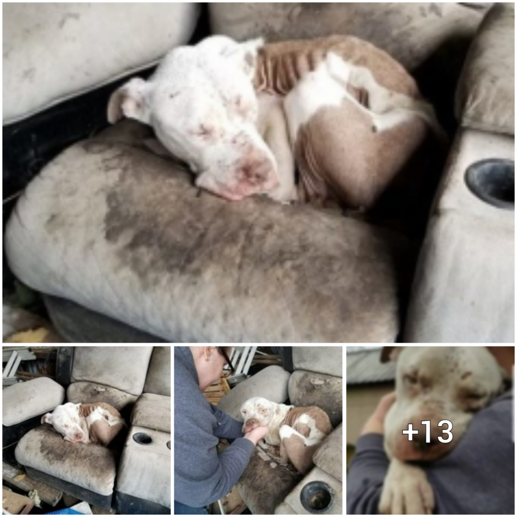 Heartbreaking Sight: A Neglected Dog Resting on a Dirty Armchair Outside