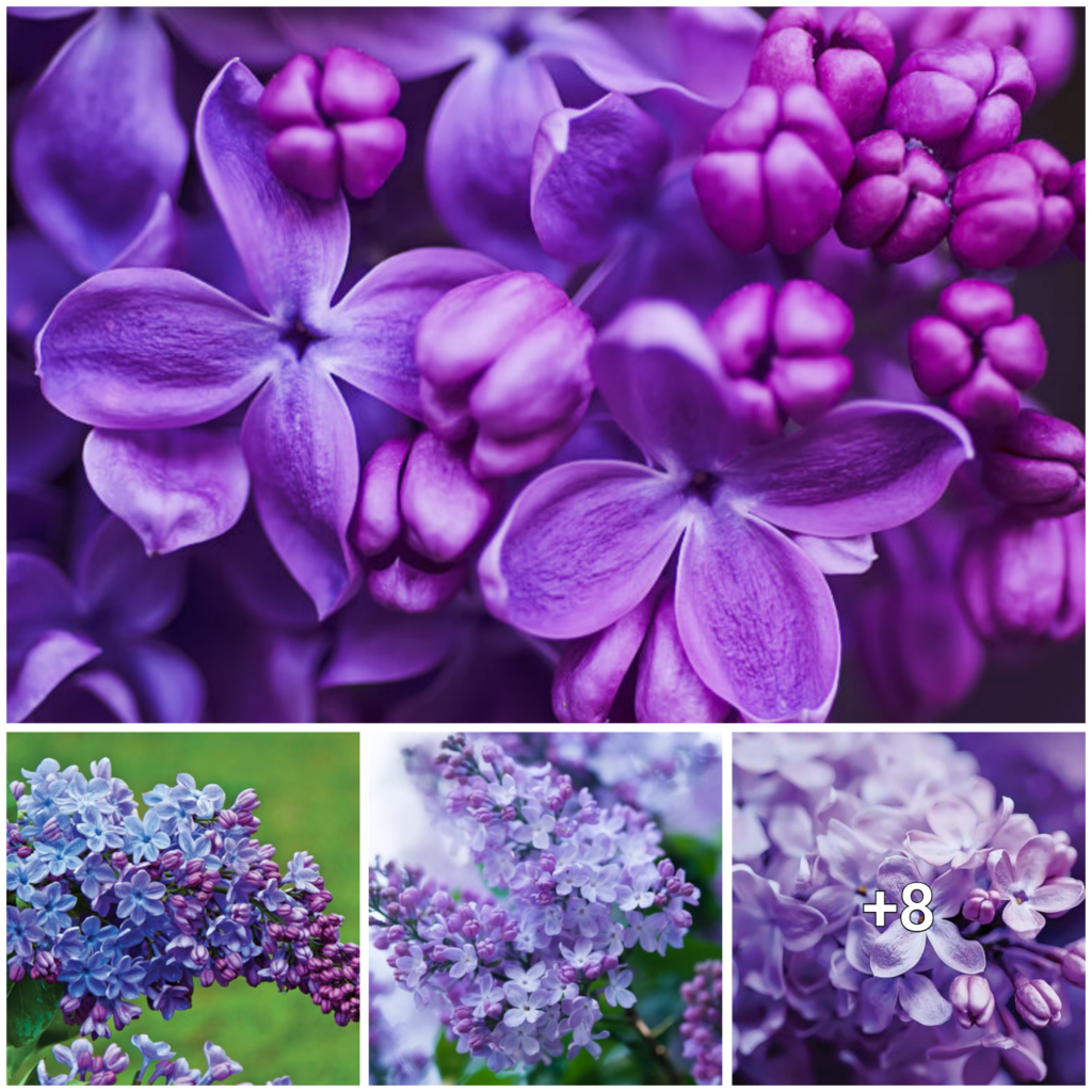 A Deep Dive into the Significance of Lilac Blossoms