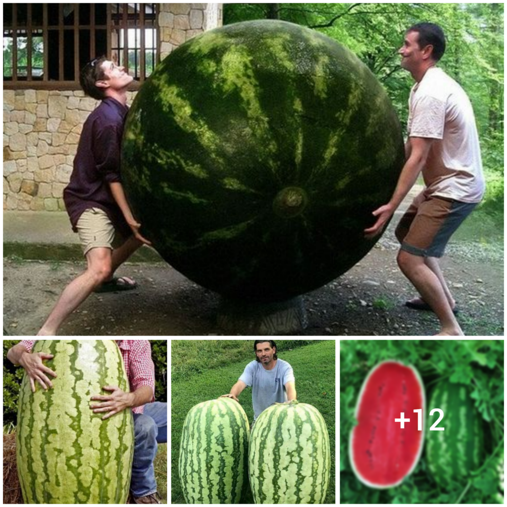 “Nature’s Sweetness: Exploring the Delightful Flavor of a Juicy Watermelon”