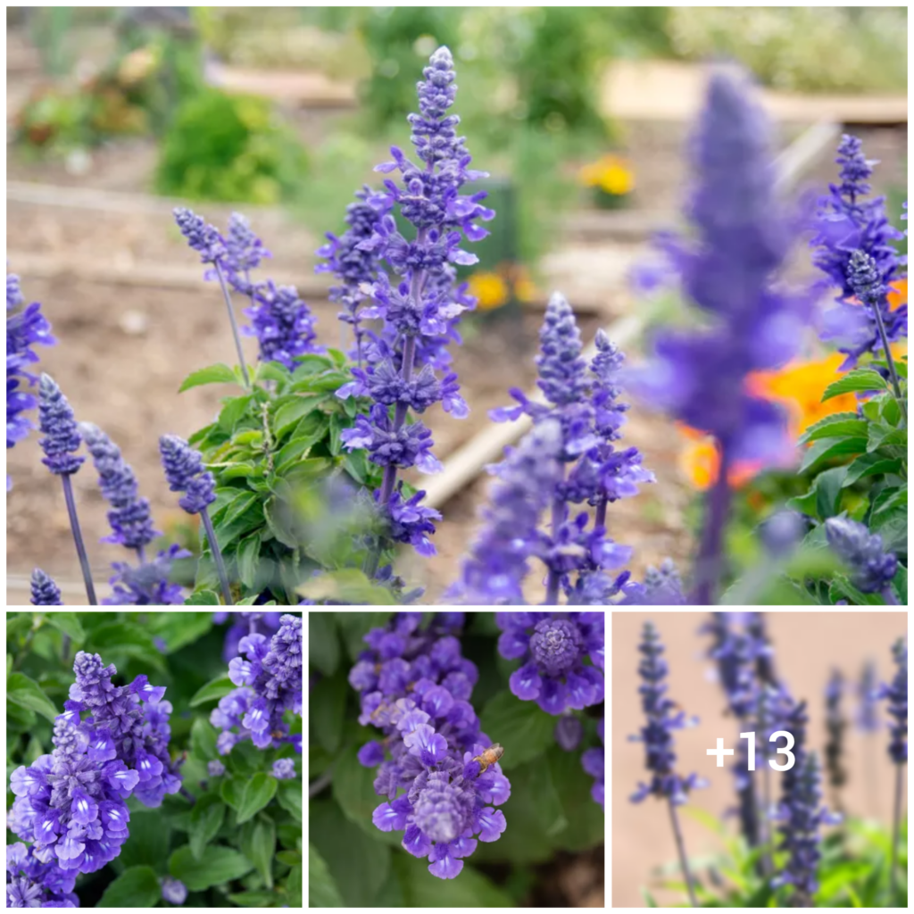 “Mastering the Art of Cultivating Victoria Blue Salvia (Mealycup Sage)”