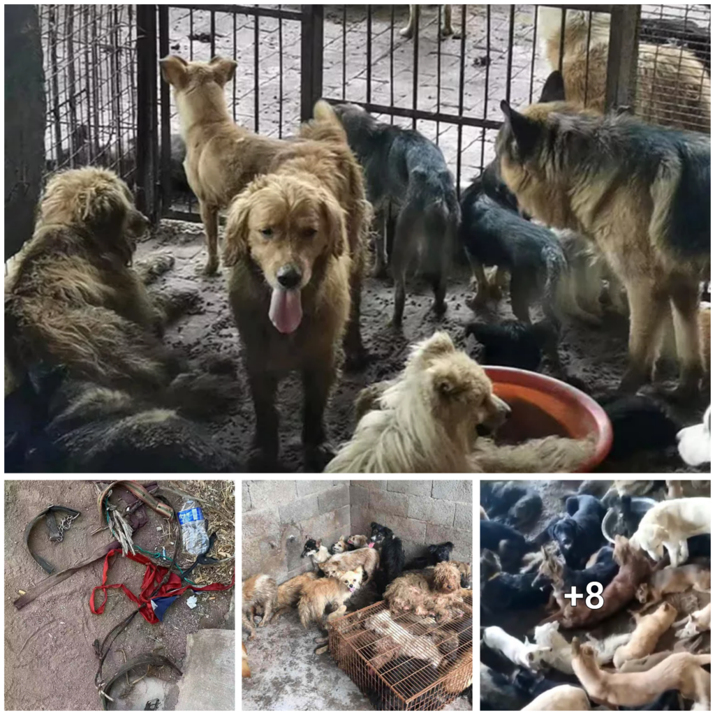 China’s Illicit Slaughterhouse Busted: Over 100 Dogs Saved