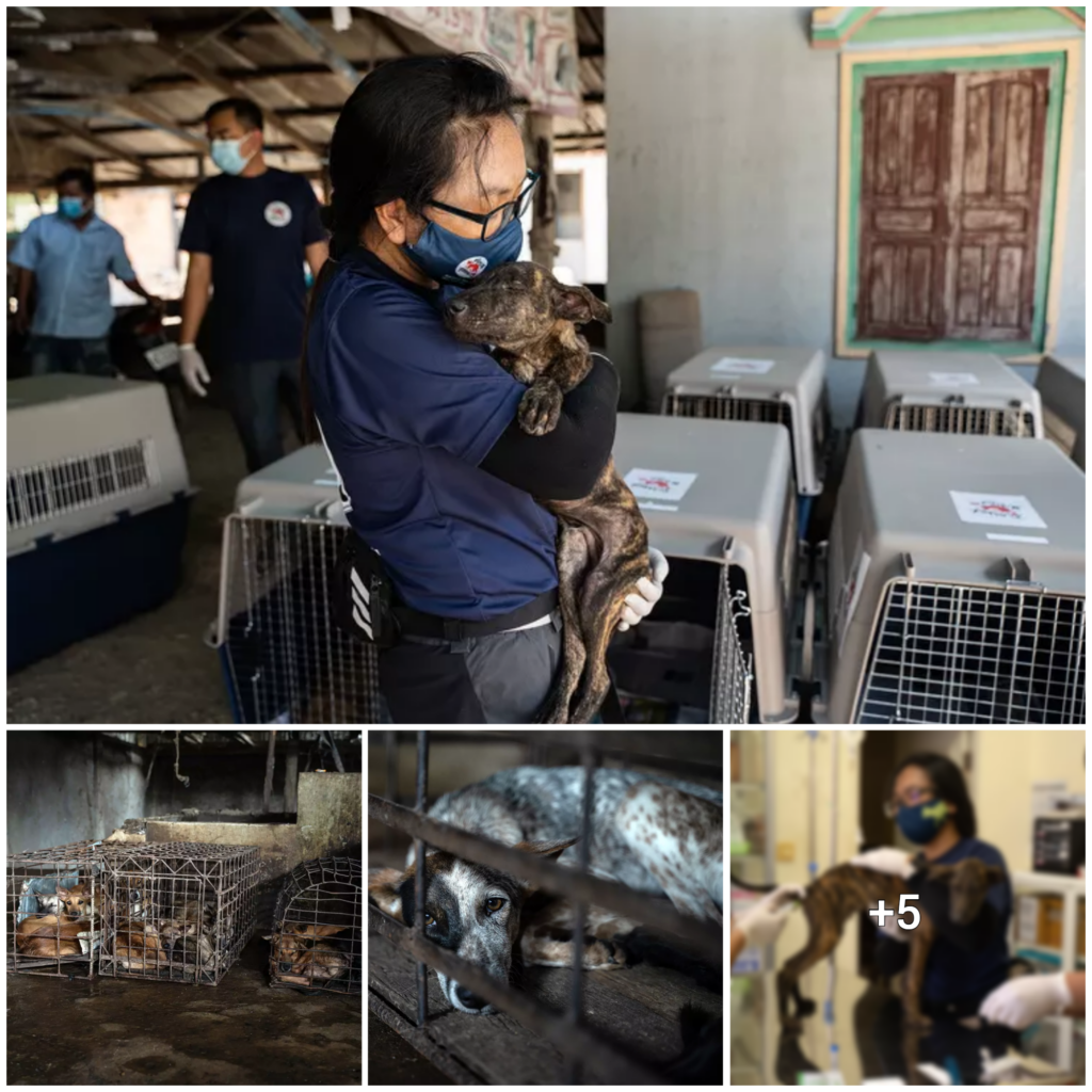 Closure of a Dog Meat Slaughterhouse that Bragged About Drowning 200 Dogs on Daily Basis