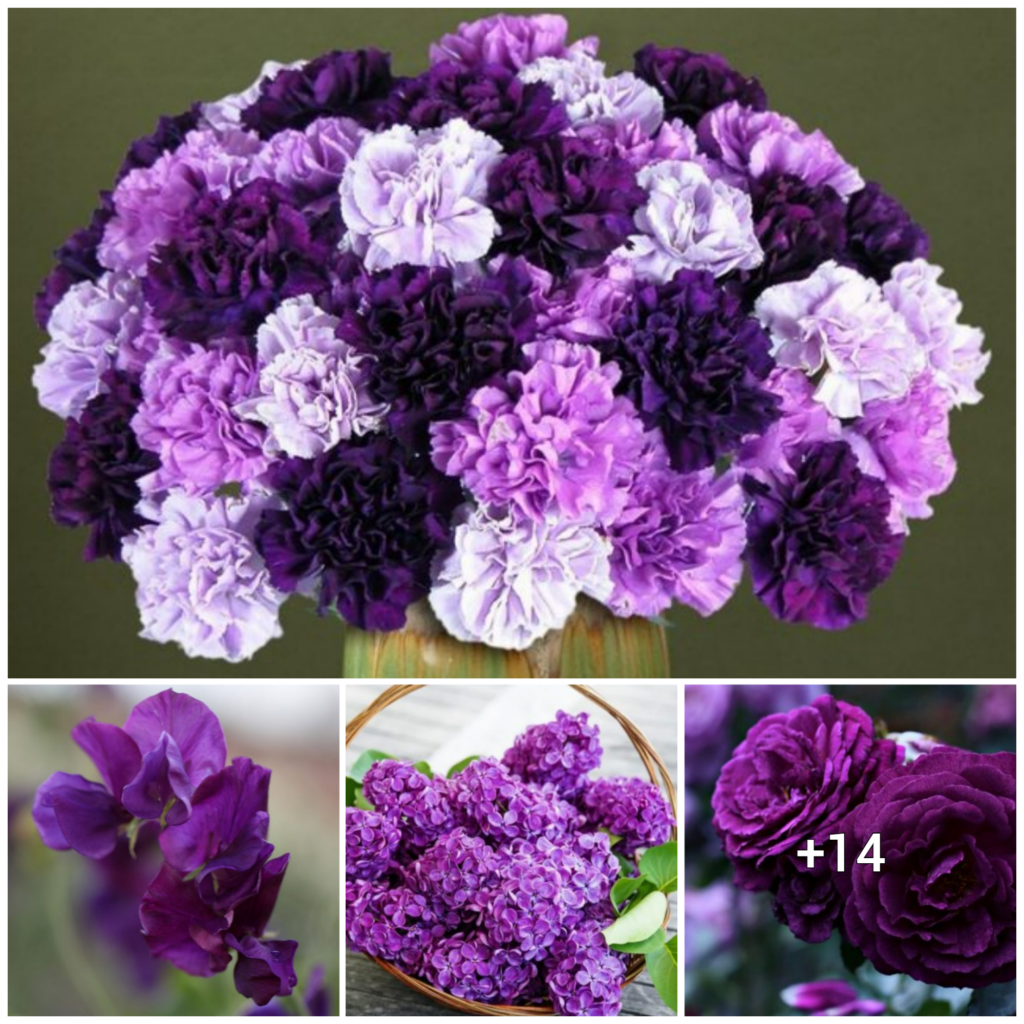 “Admired by Many: Discover the Charm of 18 Stunning Purple Blooms”